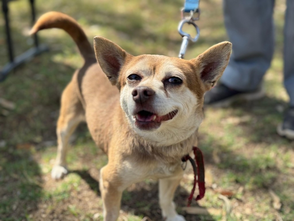 PROMUEVE GOBIERNO DE MEXICALI LA DENUNCIA DE MALTRATO ANIMAL A TRAVÉS DE LA APP “YO&nbsp;PARTICIPO”