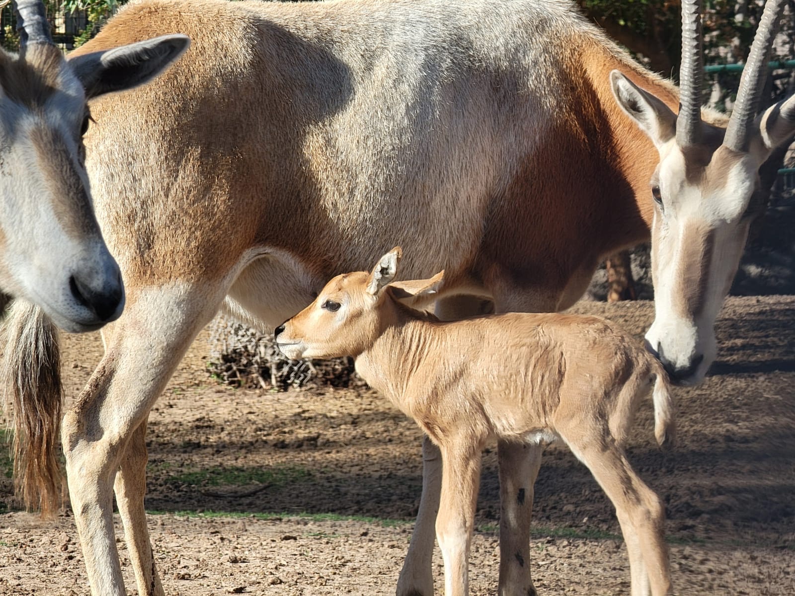 UN LOGRO PARA LA CONSERVACIÓN: NACE CRÍA DE ÓRIX EN EL BOSQUE Y ZOOLÓGICO DE MEXICALI.