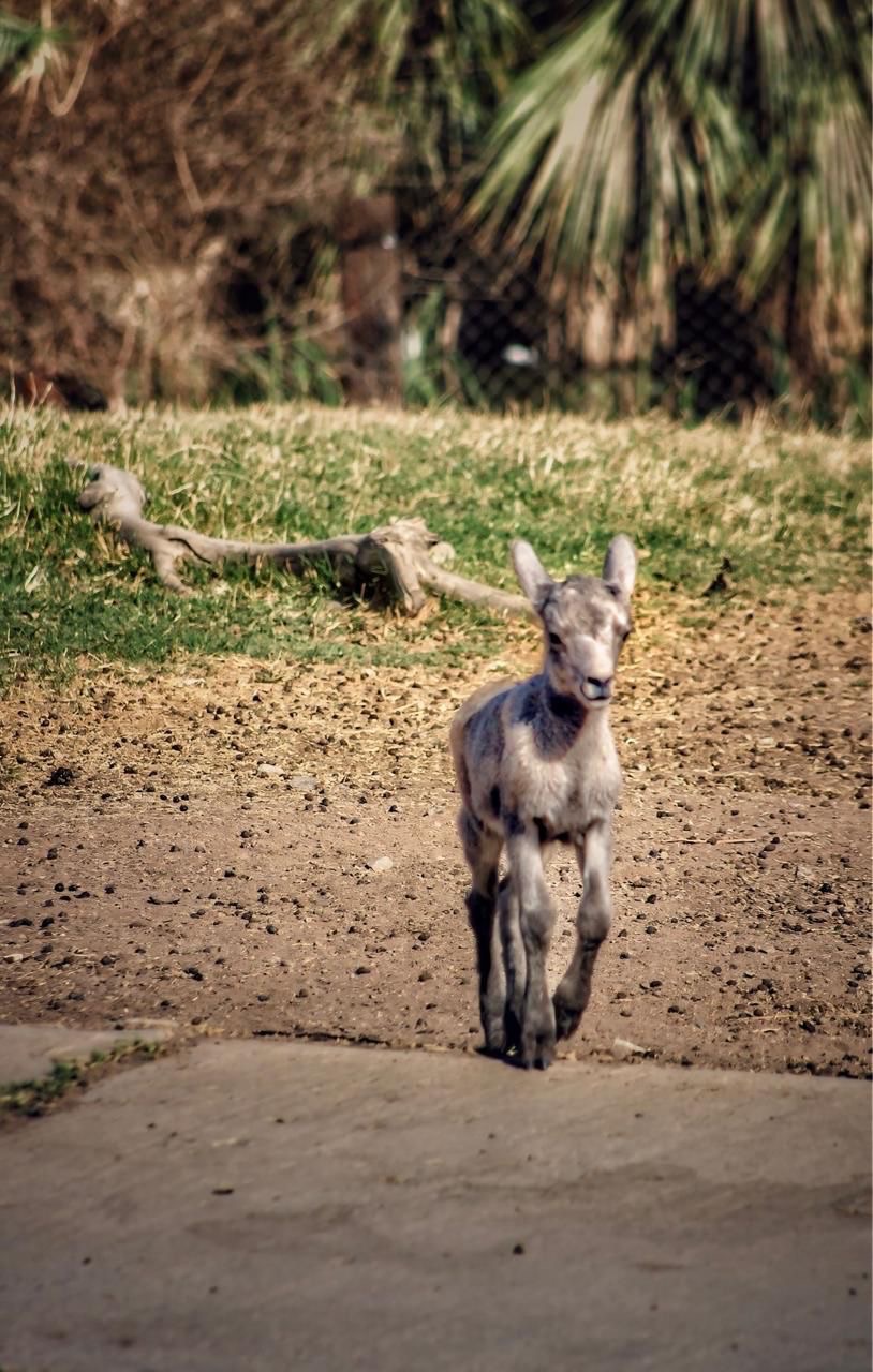 CRECE LA FAMILIA DE BORREGOS CIMARRÓN EN EL BOSQUE Y ZOOLÓGICO DE LA CIUDAD DE MEXICALI