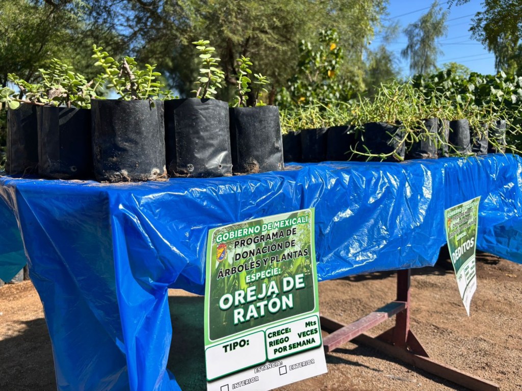 🌱 ¡Inicia el periodo de donación de plantas en los viveros municipales del Gobierno de Mexicali!&nbsp;🌱