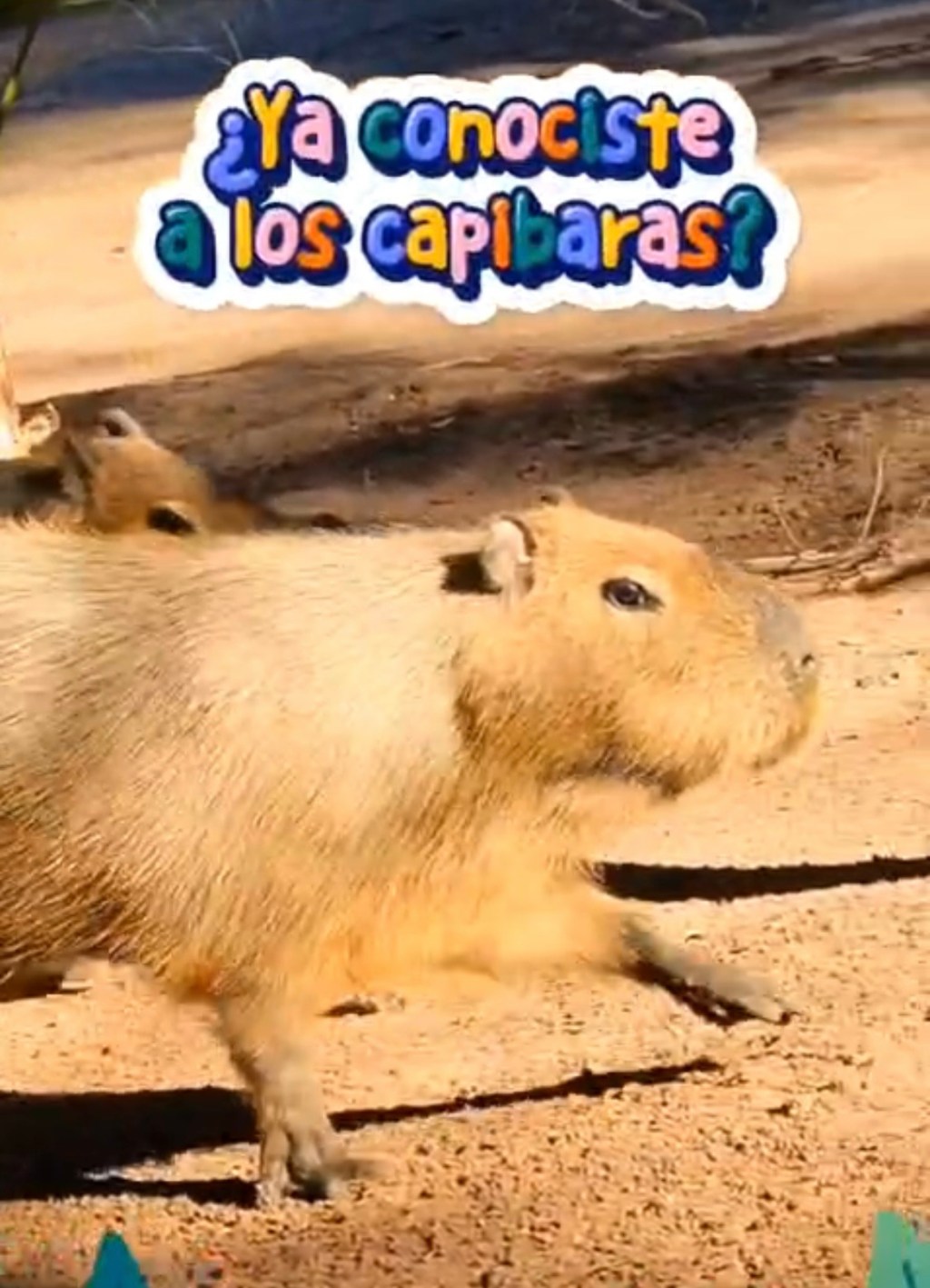 LLEGAN LOS CAPIBARAS EN&nbsp;MEXICALI